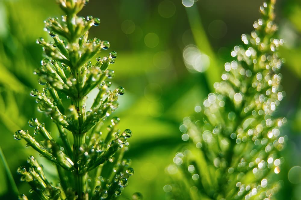 La plantita tiene muchos compuestos químicos usados en medicina y es rica en minerales, potasio y calcio. Es usada para muchos tratamientos naturistas de varias condiciones y dolencias.