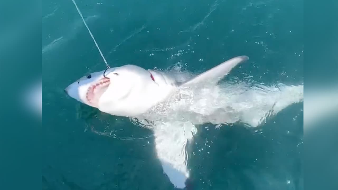 Pescadores capturan un gran tiburón blanco en la costa de Nueva Jersey