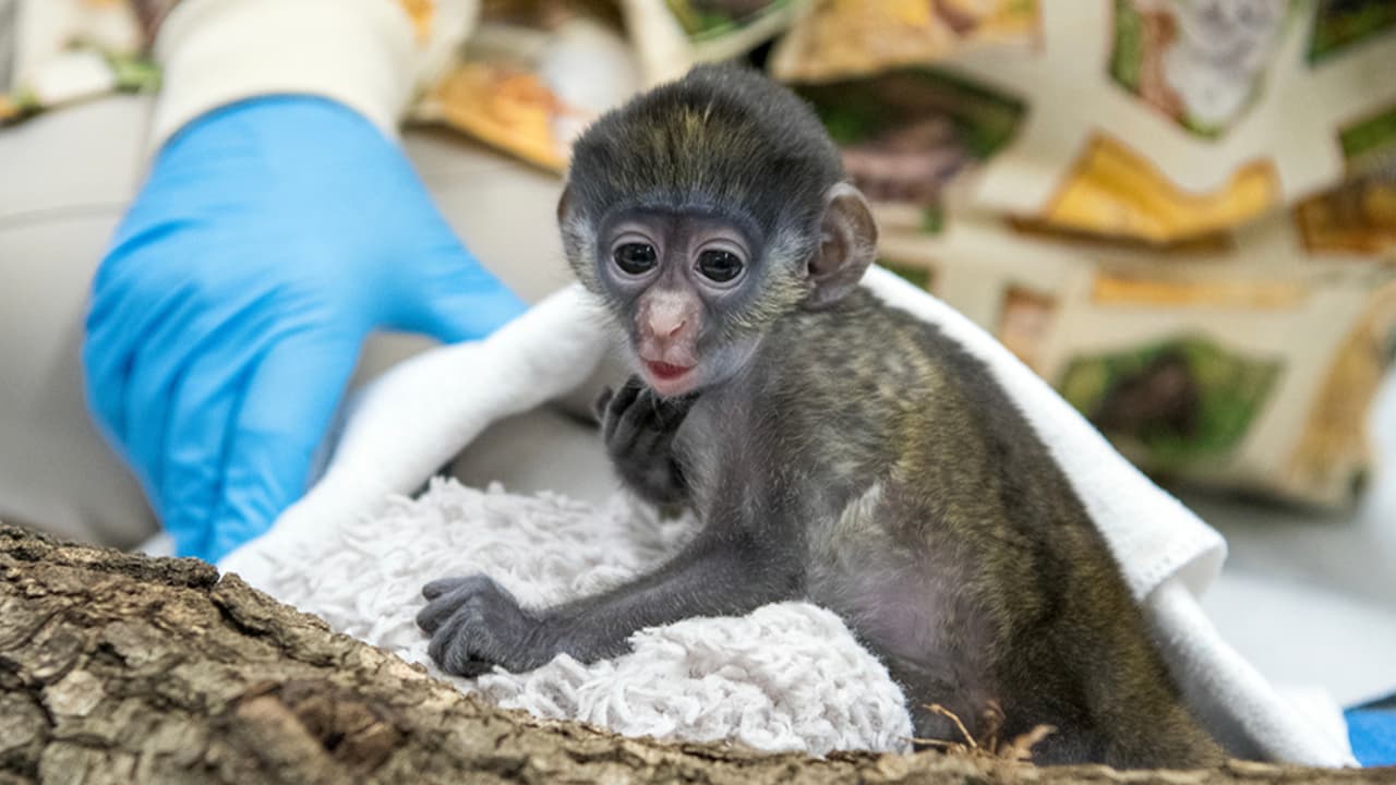 El monito fue nombrado Peter Rabbit en honor al fin de semana de Pascua y su madre se llama Njeri.