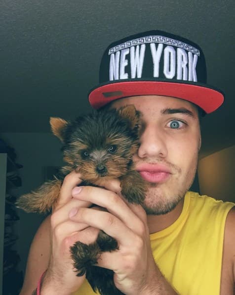 Los Yorkshire Terrier miniatura aman jugar y explorar. Desde pequeño Tobi ha sido muy juguetón y travieso.