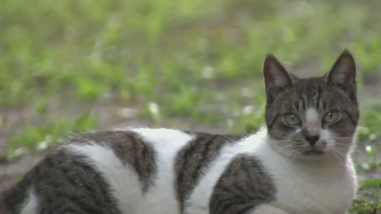 Por cada gato callejero que lleve al condado Miami-Dade para castrarlo le darán $15 
