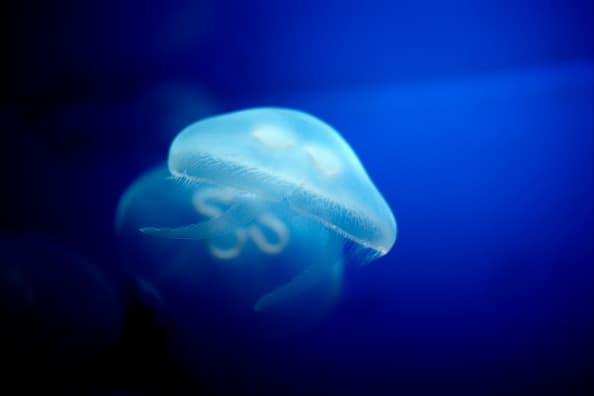 En lugar de tentáculos largos, la medusa lunar tiene tentáculos cortos que barren la comida hacia la capa mucosa en el borde de la campana.
<br>
<br>Las medusas lunares se encuentran en todo el mundo y son comunes en la Laguna Madre, que se encuentra a lo largo de la costa occidental del Golfo de México.