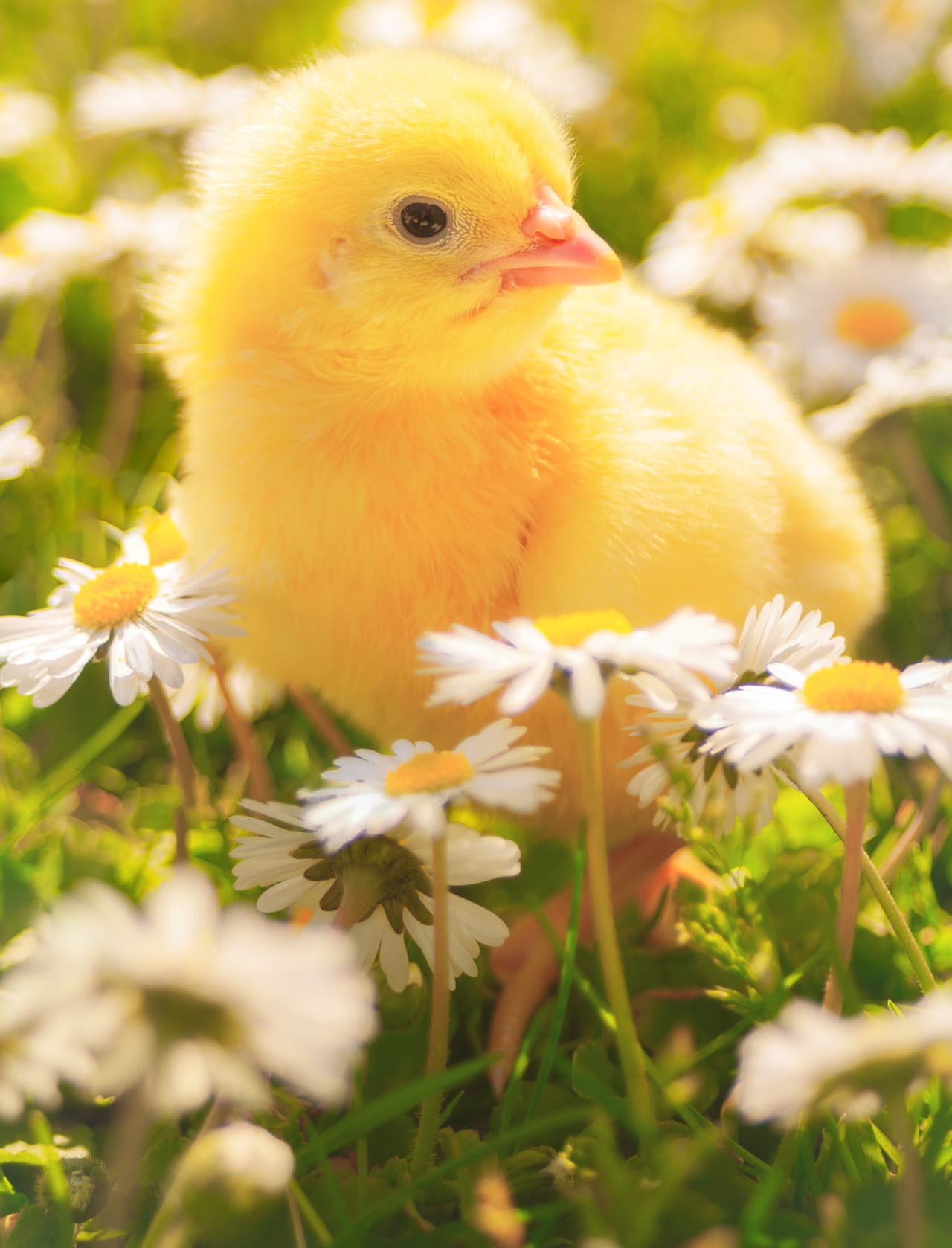 Tu mejor color para atraer el dinero en este mes: el amarillo pollito.