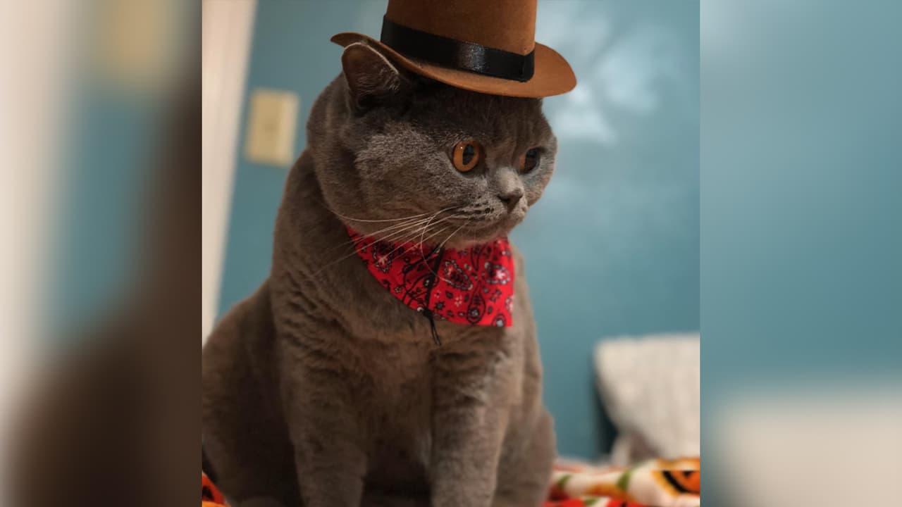 <b>Marleny Bonilla</b>: Se llama Mr. Buttons tiene 7 años, lo adopté en Houston SPCA, pero su original dueña lo adoptó en Gran Bretaña. Dejó en sus notas que no lo podía tener porque cuando lo adoptó no sabía que su único hijo es alérgico a los gatos. Así que lo dejó en el refugio. Ahora es el bebé de la casa.