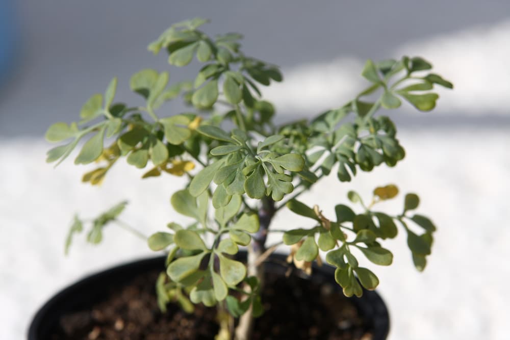 Las mujeres embarazadas no deben usar o consumir ruda porque es una planta que estimula la contracción del útero y puede llegar a provocar un aborto espontáneo - lo cual era justamente para lo que fue utilizada desde hace siglos.