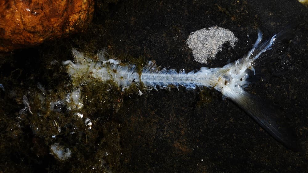 El olor a muerte atrae a los zopilotes y otras aves rapaces que sobrevuelan para luego descender a las orillas y dejar entre la arena los esqueletos de los animales. Los buitres "al menos ayudan a evitar la pestilencia de esta mortandad", dijo Padilla. Esta situación ha hecho que algunos ganaderos decidieran ya no dar agua a sus animales ante el miedo de que se enfermen.