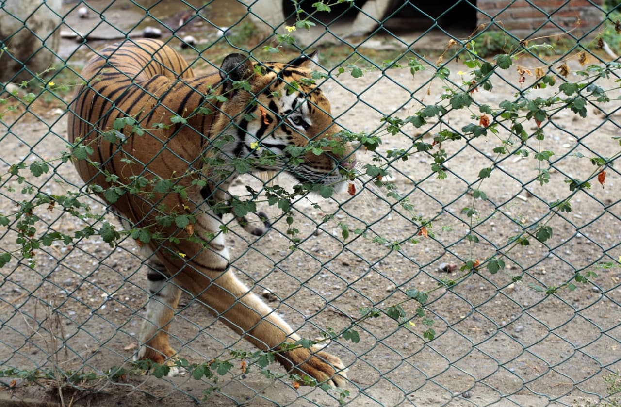 La policía busca al tigre Ankor.