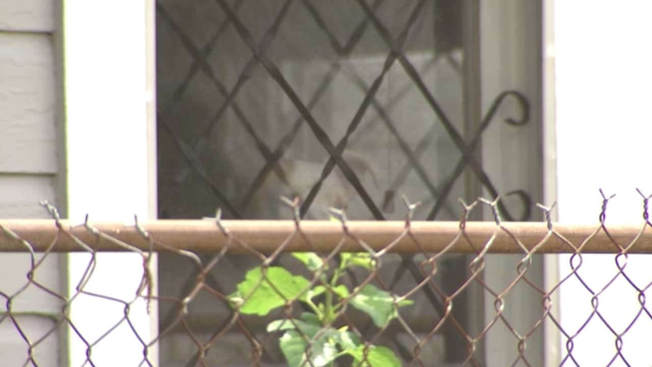 La investigación preliminar indica que la mujer dejó salir a sus perros al jardín, se acercaron a la cerca y comenzaron a pelearse con la mascota del vecino.