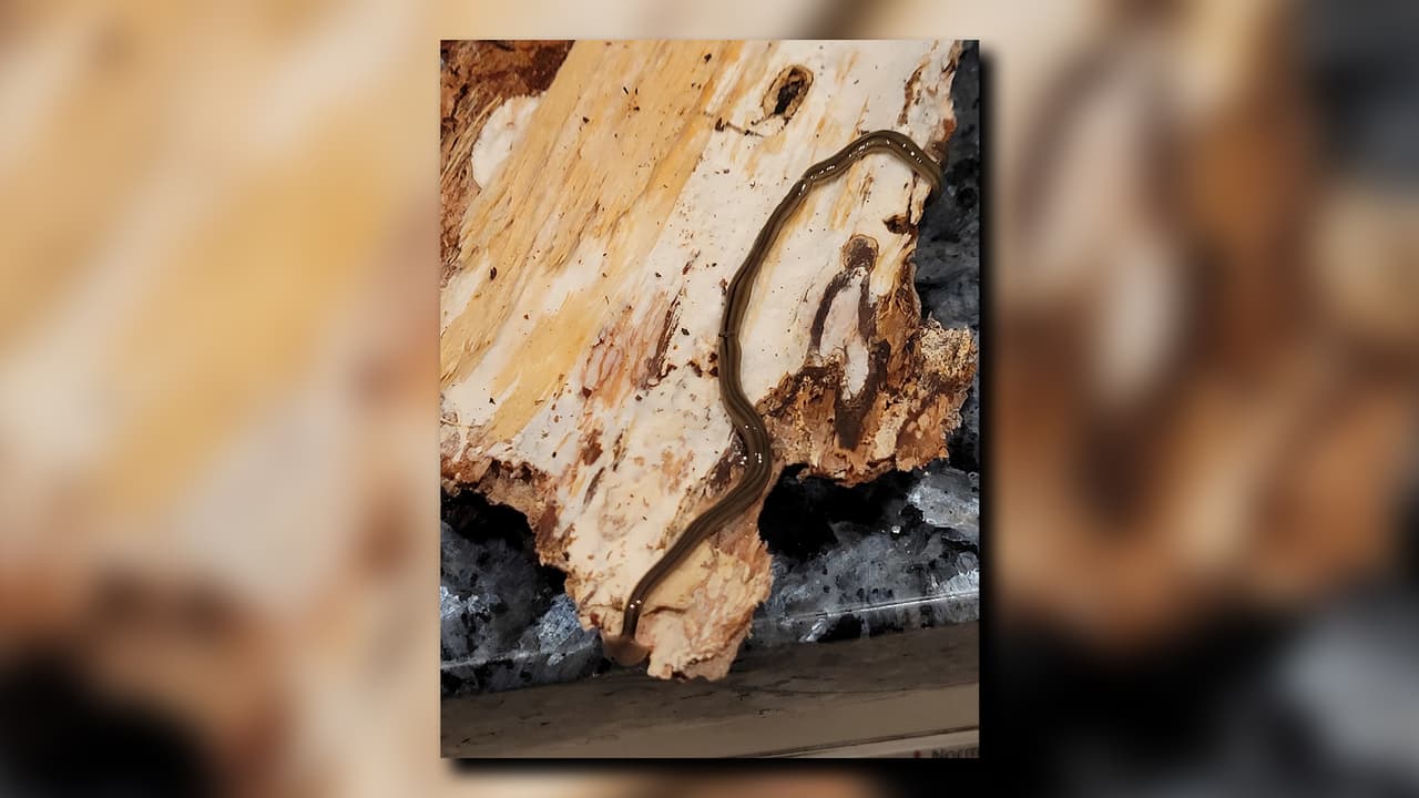 Según los expertos, tienen la capacidad de comerse a sí mismas si tienen hambre, además de regenerarse y clonarse si intentas matarlas.