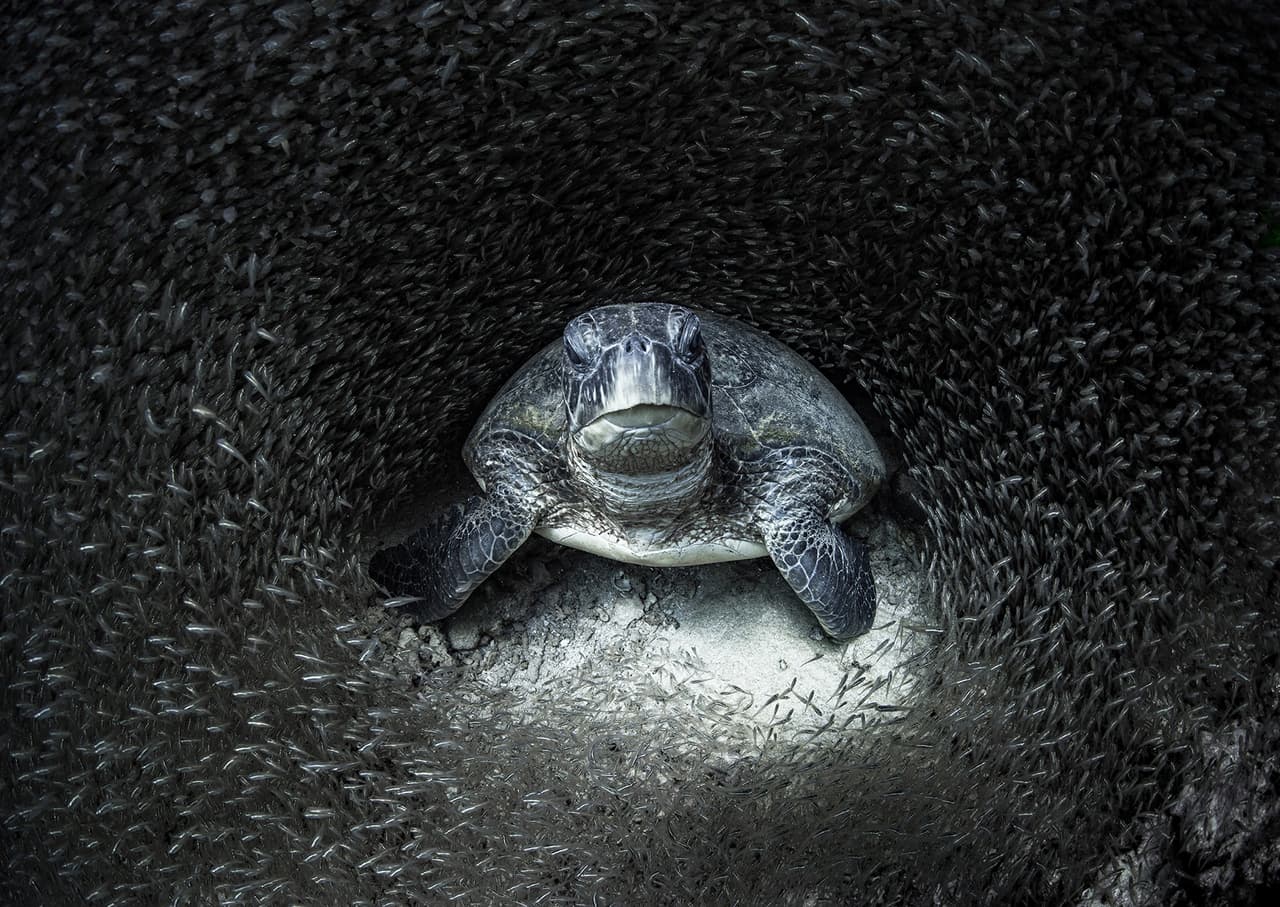 “La hermosa imagen de Aimee de una tortuga marina verde rodeada de peces de cristal fue capturada en el mundialmente famoso arrecife Ningaloo en Australia Occidental”, explica el comunicado que anunció los ganadores del 
<a href="https://www.oceanphotographyawards.com/"><u>Premio de Fotografía Oceánica</u></a> 2021. Fue la imagen ganadora del prestigioso galardón, por decisión unánime de los siete jueces del premio.
<br>