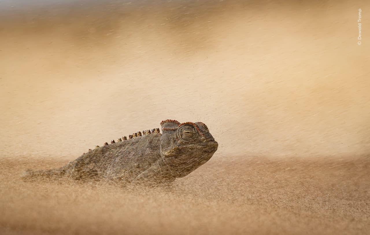 «El ojo de la tormenta», de Dewald Tromp (Sudáfrica) ganó la mención de honor en la categoría «Animales en su entorno».
<br>
<br>La instantánea retrata con todo lujo de detalles cómo un camaleón lucha contra una tormenta de arena en el desierto del Namib.
<br>
<br>El viento arreció mientras Dewald fotografiaba a este camaleón de Namaqua resistiendo la repentina tormenta. Pronto resultó difícil respirar y, "en cuestión de segundos, apenas se podía ver a la persona que tenías al lado", recuerda Dewald.
<br>
<br>Los camaleones de Namaqua son especialistas del desierto e insectívoros que obtienen la humedad directamente del aire. Las gotas que se acumulan en su piel en forma de rocío son conducidas hacia la boca a través de surcos microscópicos en la superficie. También utilizan la lengua para recoger el agua de la niebla condensada en la vegetación, la arena y las rocas.
<br>
<br>La fotografía fue tomada en el Desierto del Namib, cerca de Swakopmund, Namibia
<br>