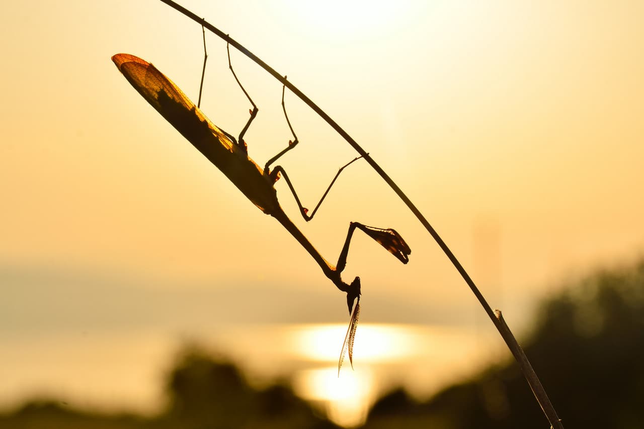 La silueta de una mantis (de la familia Empusidae) fotografiada a contraluz por Nathan Horrenberger de Suiza.