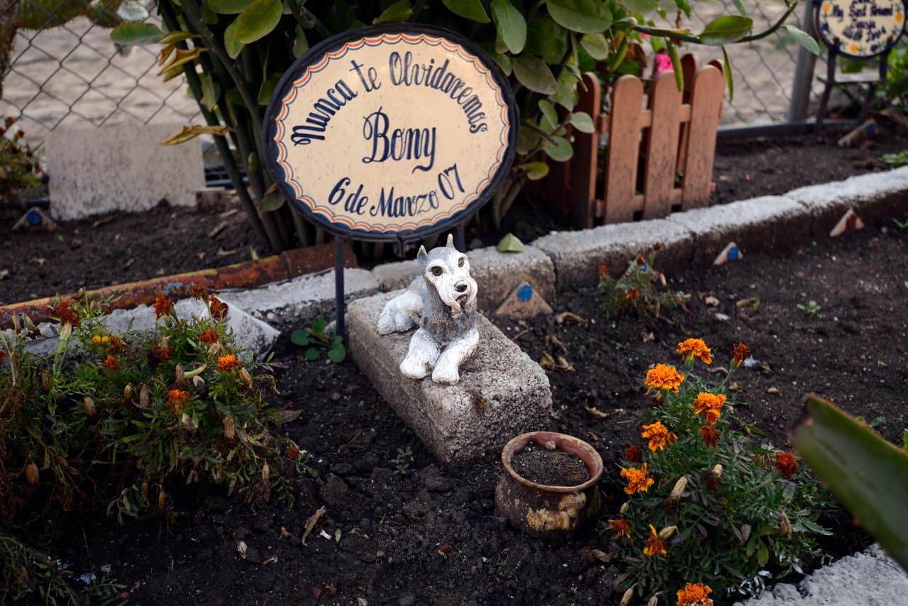 Ya es ley: En Nueva York los humanos y sus mascotas podrán ser enterrados juntos