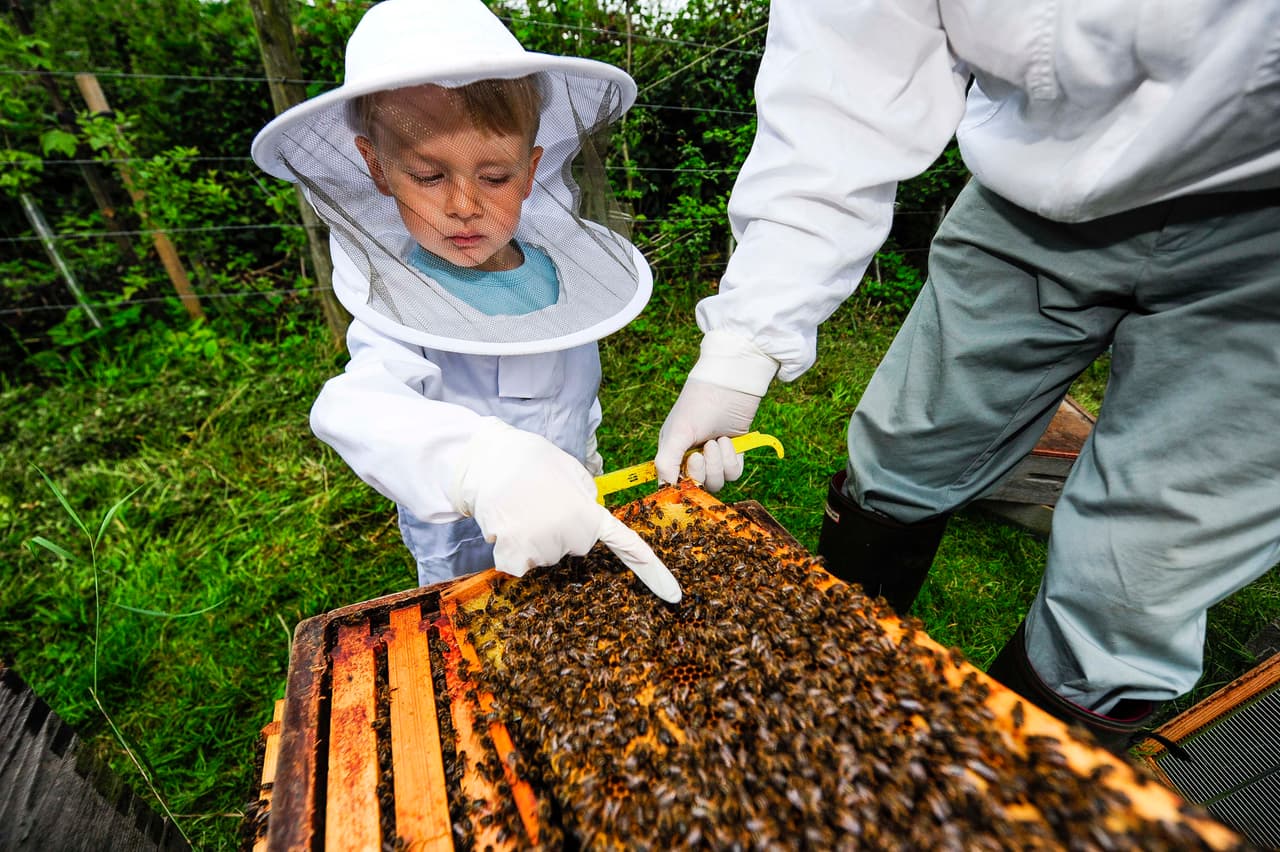 Mientras muchos adultos tememos a las abejas, ¡este pequeño se acerca a ellas sin miedo!