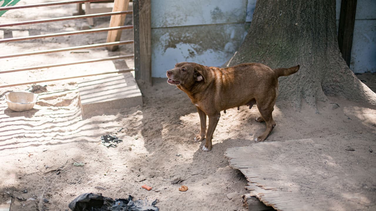 La temperatura dentro del tráiler pasaba los 100 grados Fahrenheit y muchos de los animales estuvieron expuestos a altos niveles de amoníaco.