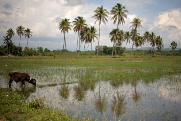 En esa misma zona dos adultos y una niña fueron enterrados por un deslizamiento, mientras dos hombres murieron ahogados en el departamento de Nippes, precisó.