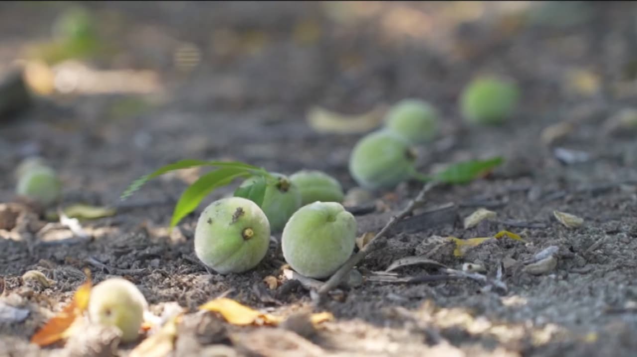 Productores de durazno arrancan huertas tras cierre de Del Monte en el Valle Central
