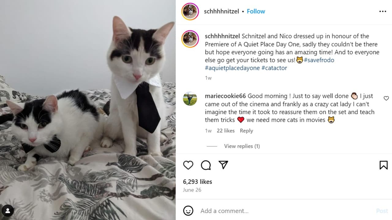 Schnitzel y Nico, los gatos que le dan vida a 'Frodo'.