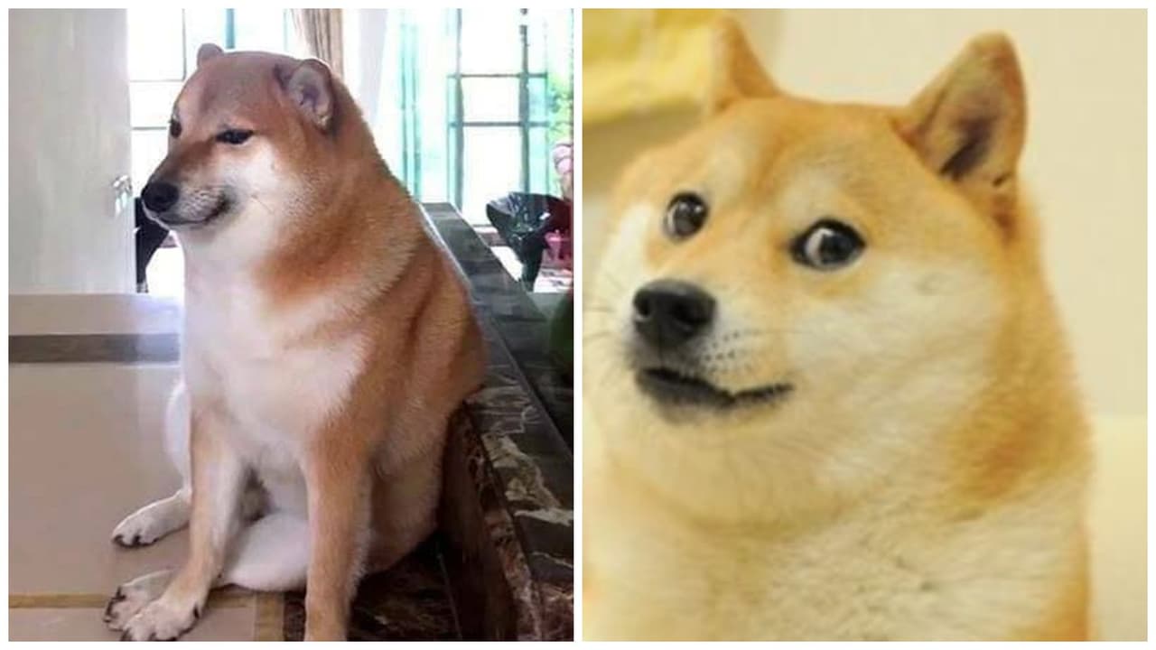 Murió Cheems, el tierno perrito de los memes más querido de Internet: luchó contra el cáncer