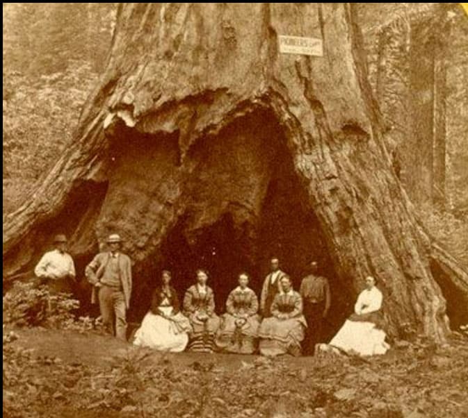 El árbol fue excavado en la década de 1880 y desde ese entonces había sido usado como un túnel forestal por numerosos excursionistas.