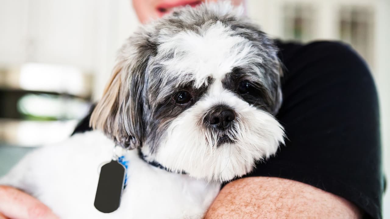 En caso de que tu mascota escape, lo mejor es que tenga una identificación para que regrese a casa lo antes posible. Asegúrate de que tenga todos tus datos actualizados.