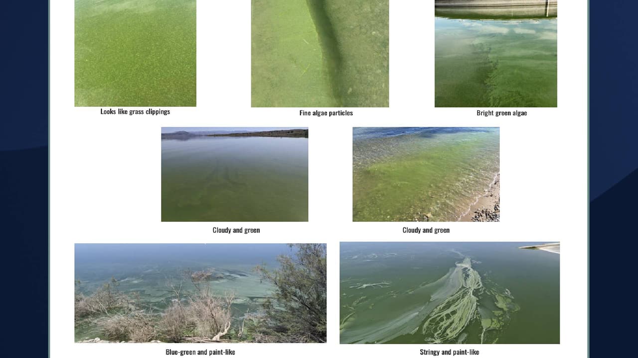 ¿Cómo se ve la presencia de algas tóxicas? De acuerdo con El Departamento de Calidad Ambiental de Arizona, las algas dañinas pueden ser 
<b>de color verde azulado, verde brillante, marrón, rojo o parecerse a recortes de césped o pintura derramada.</b>
<br>