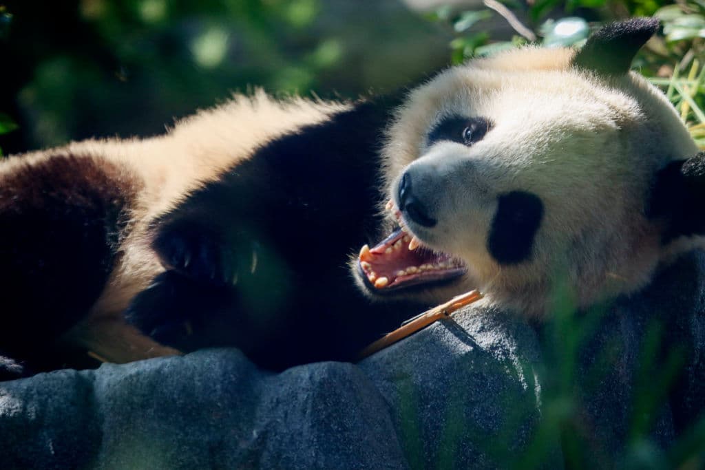 Aunque llegó de China a finales de junio al zoológico de San Diego, 
<b><a href="https://www.univision.com/shows/noticiero-univision/desde-china-a-eeuu-asi-fue-el-debut-de-dos-osos-pandas-que-conquistaron-a-decenas-de-personas-en-california-video" target="_blank">la osa panda gigante Xin Bao</a></b> comenzó a recibir visitas oficialmente a partir de este 8 de agosto en su nuevo hogar.