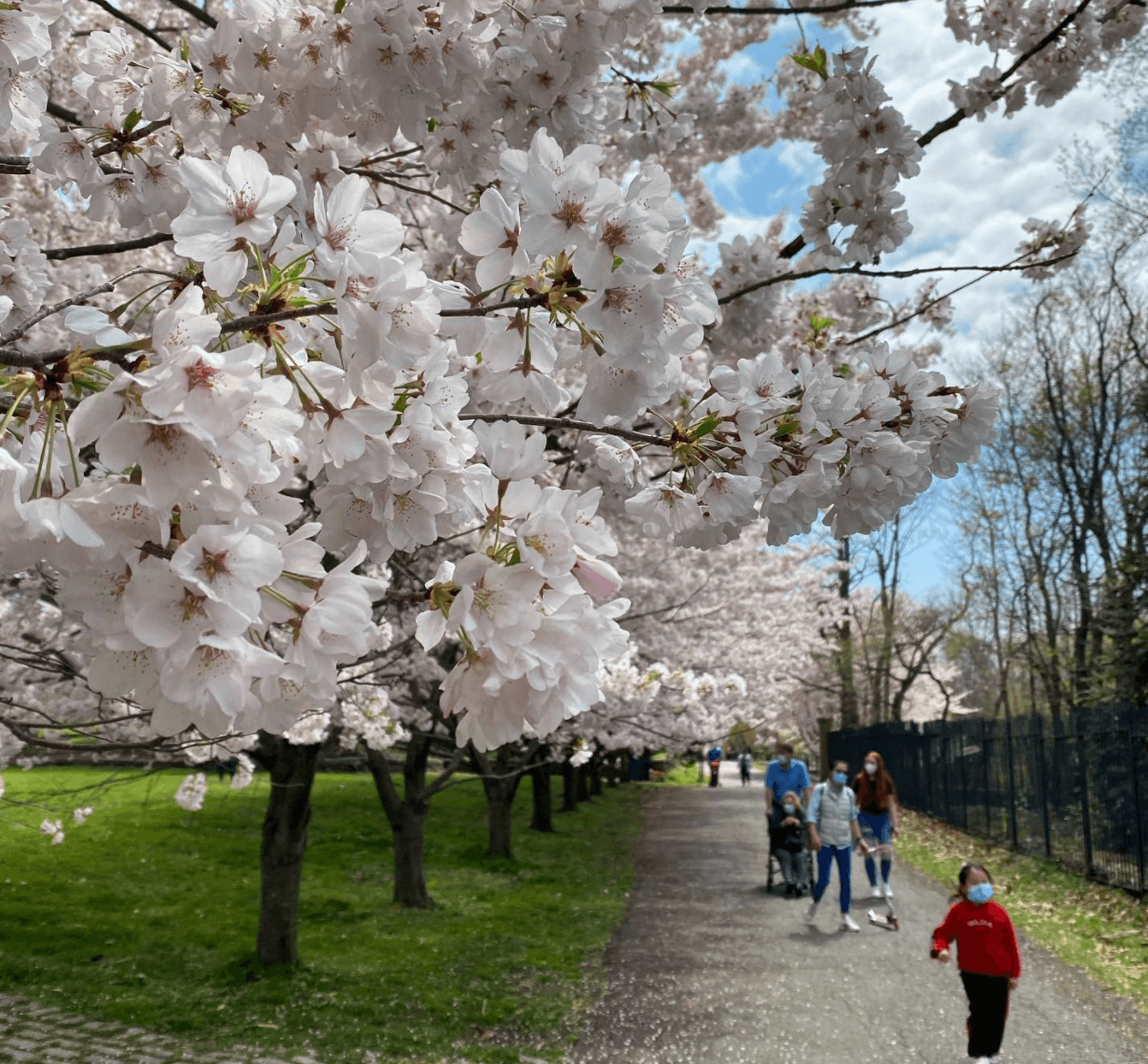 Otro lugar en donde se pueden ver diferentes variedades de estos es en Snug Harbor Cultural Center, en Staten Island, 
<b>el complejo de 83 acres que combina el culto a las bellas artes y la naturaleza. </b>
