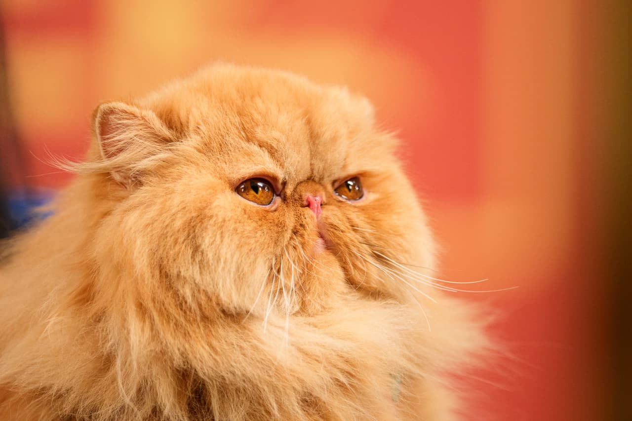 Otro gato persa concursante.