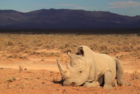 Aunque los machos se caracterizan por ser solitarios, a veces se mueven en parejas o en grupos familiares, las hembras cuidan a las crías aunque no sean de ellas.