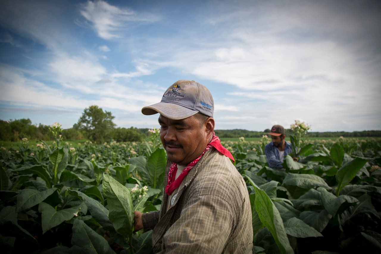 Este es el primer año de Francisco Casillas Parra, de 33 años, en este campo de Tennessee. Cuenta que vino por la "necesidad de sacar adelante a su familia". (Nacho Corbella/Univision Noticias)