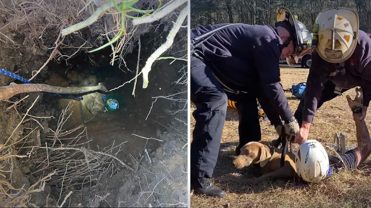 Bomberos de Walton rescatan a perro que cayó a un agujero de 15 pies