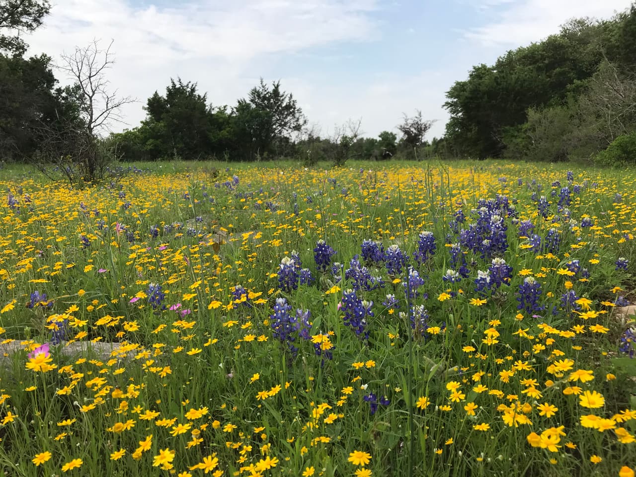 Si vives hacia el norte de Houston, en el parque Rob Fleming podrás disfrutar junto a tu familia de esta flor silvestre.