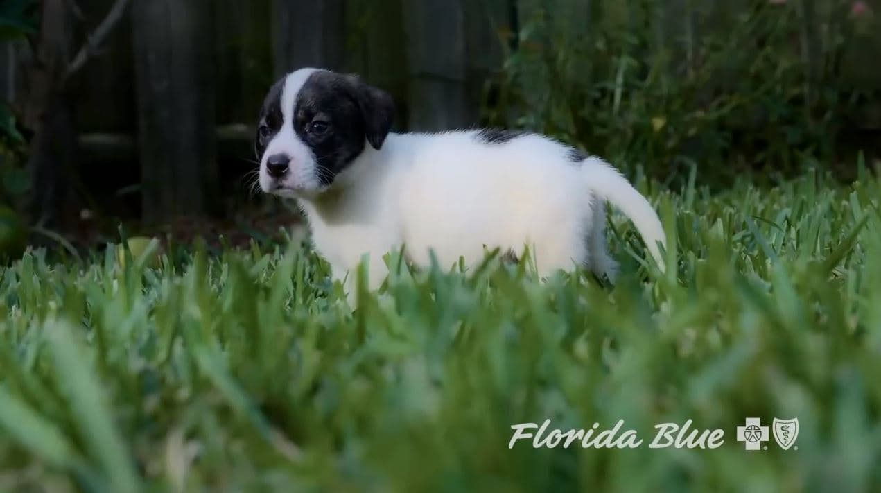 En Florida, una aseguradora se vale de unos tiernos cachorritos para atraer la atención de la gente en torno a la importancia de tener un seguro médico.