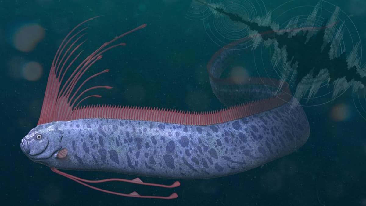 El reciente lamentable sismo en Puerto Rico ha despertado una vez más conversaciones sobre un mítico animal que vive en las profundidades del océano y que, desde hace siglos, se le relaciona con anticipar este tipo de eventos.