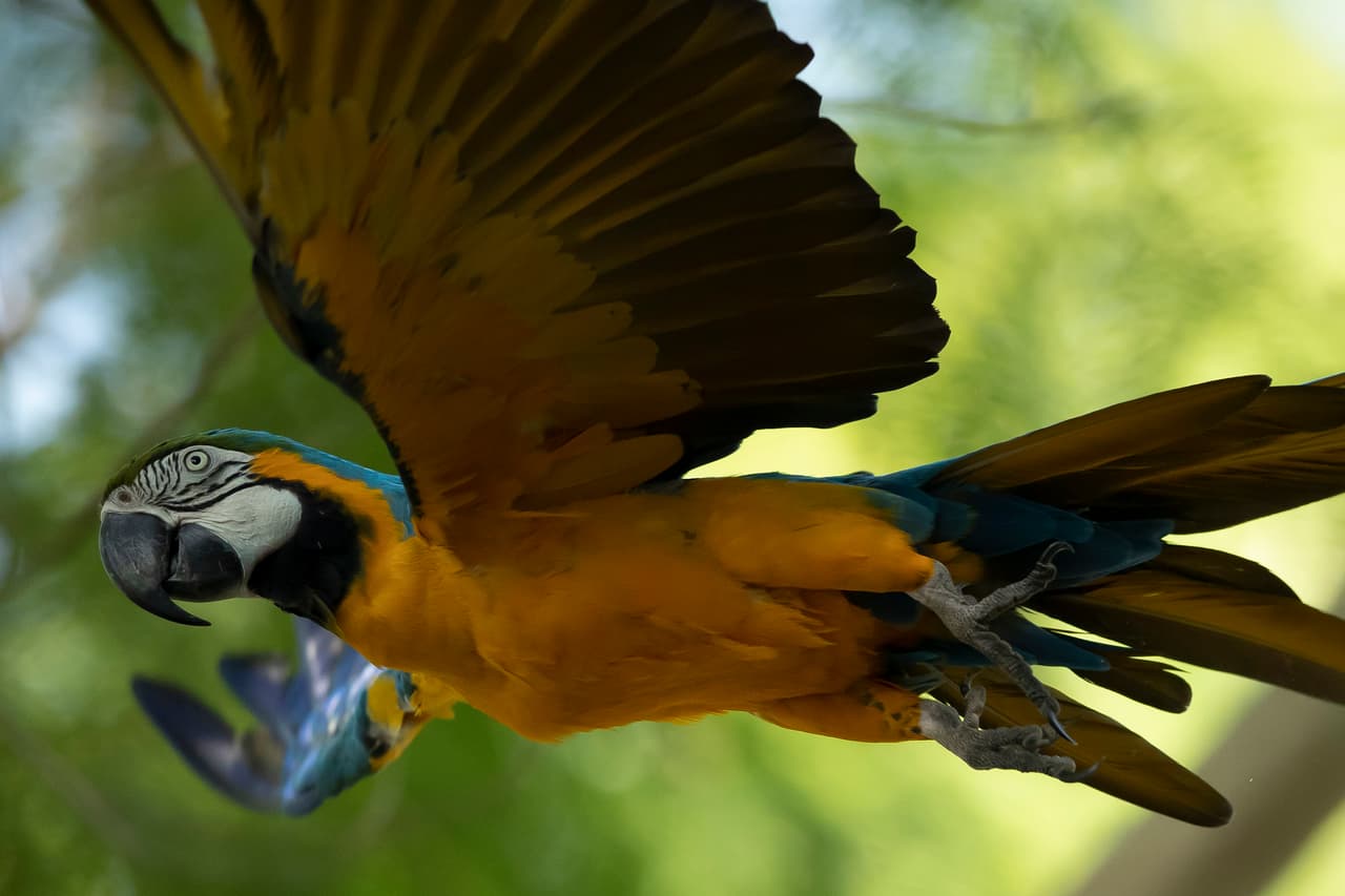Julieta, la última guacamaya salvaje de Río de Janeiro, busca pareja 
