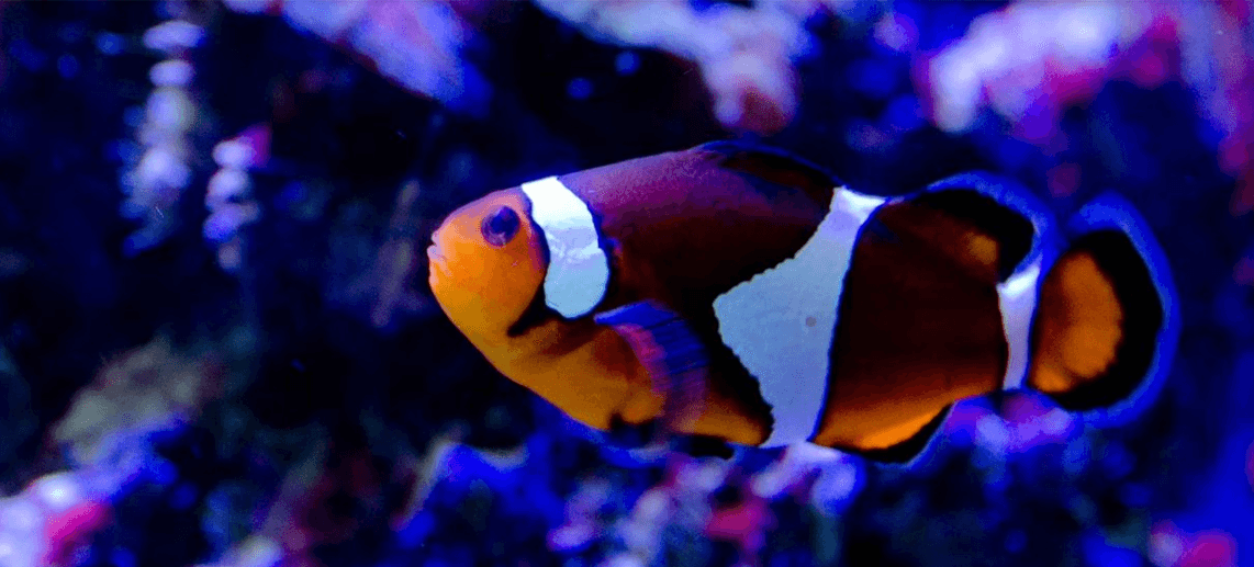Cierra sus puertas el primer acuario para niños del parque de la Feria en el norte de Texas 