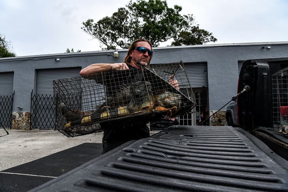 Las igualmente catastróficas iguanas tampoco se salvan de las tijeras de Woods y sus pieles acabarán cubriendo rostros humanos, aunque la idoneidad de este material para protegerse contra el coronavirus está en discusión.