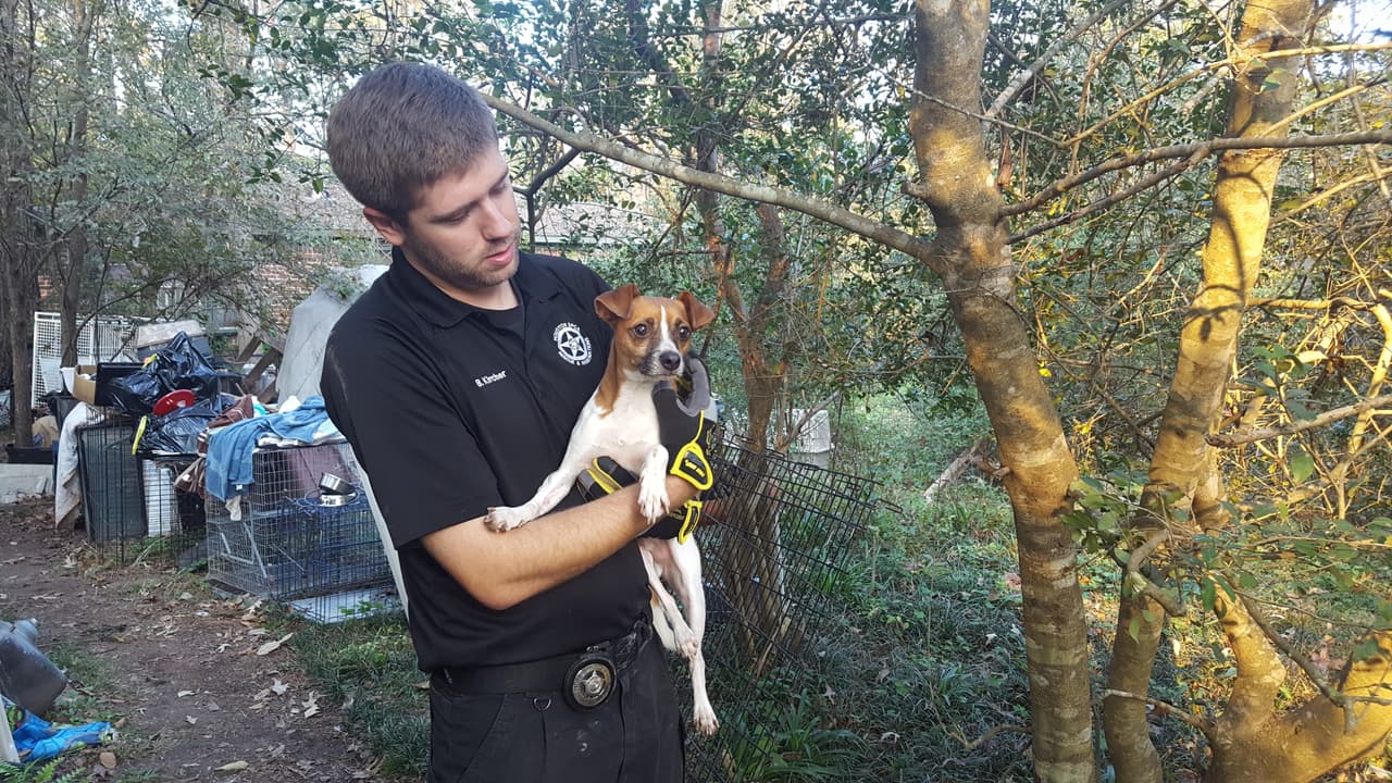 Los animales fueron rescatados y están recibiendo tratamiento médico.