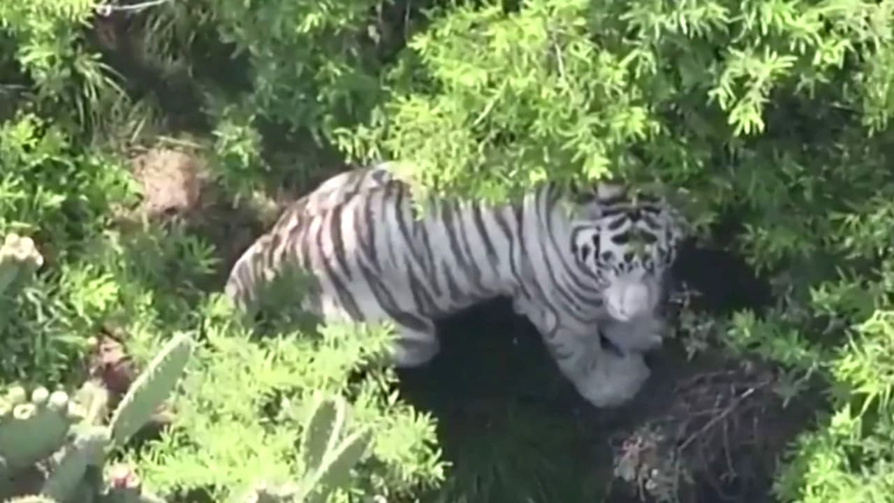 Así fue la localización y posterior muerte de 'Kenzo', un tigre de bengala blanco que escapó en México