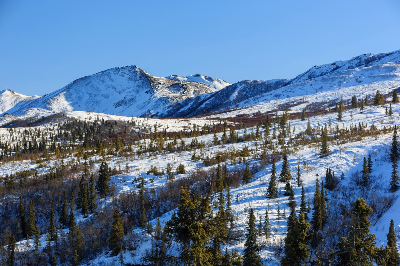 El paisaje glacial dinámico del parque Denali alberga una gran diversidad de animales salvajes, tales como osos pardos, caribúes, lobos, carneros de Dall y alces americanos. Aves y flores silvestres adornan las pendientes en verano.