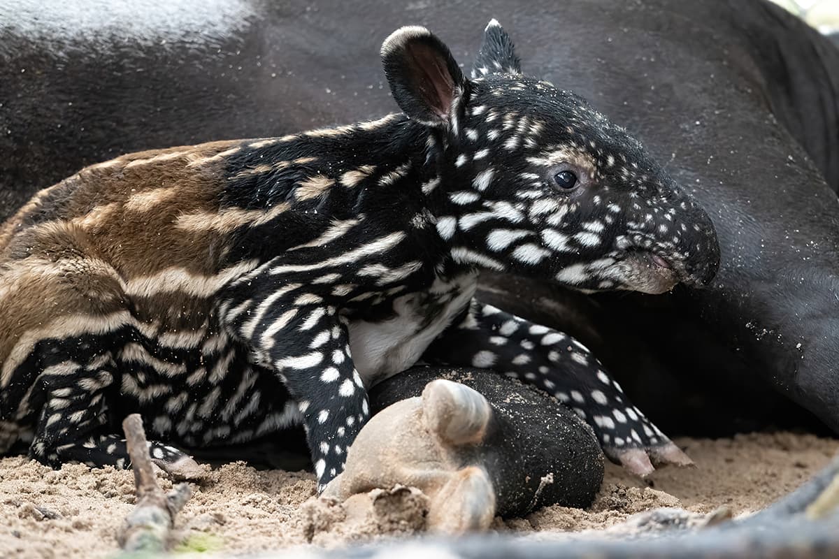 La gestación del tapir malayo que nació en el 
<a href="https://www.zoomiami.org/" target="_blank">Zoológico de Miami</a> tuvo una duración de trece meses.