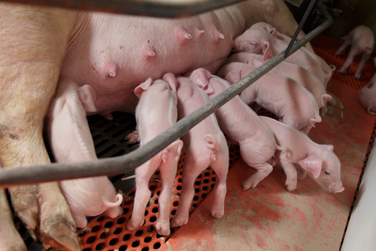 <b>Piernas y paletas de puerco.</b> Casi inmediatamente el gobierno mexicano reaccionó a la noticia. En un comunicado de la secretaría de Economía de México se enumeraron los productos con los que se contraatacará la medida estadounidense. Las piernas y paletas de puerco estadounidenses están entre los que se verán afectados por los nuevos aranceles.