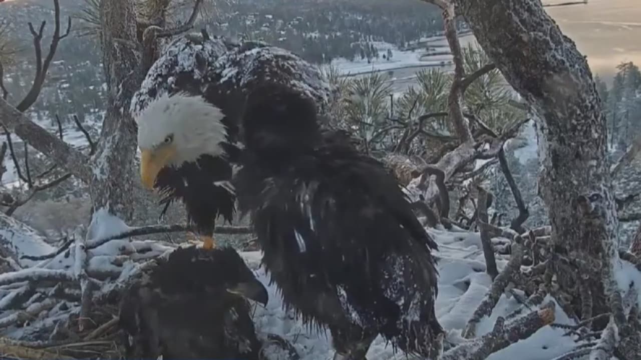 La cría de águila calva perdió la vida a los dos meses y, según expertos, el fallecimiento pudo haber sido producto de una hipotermia, ya que el polluelo no habría obtenido el calor suficiente durante el paso de una tormenta.