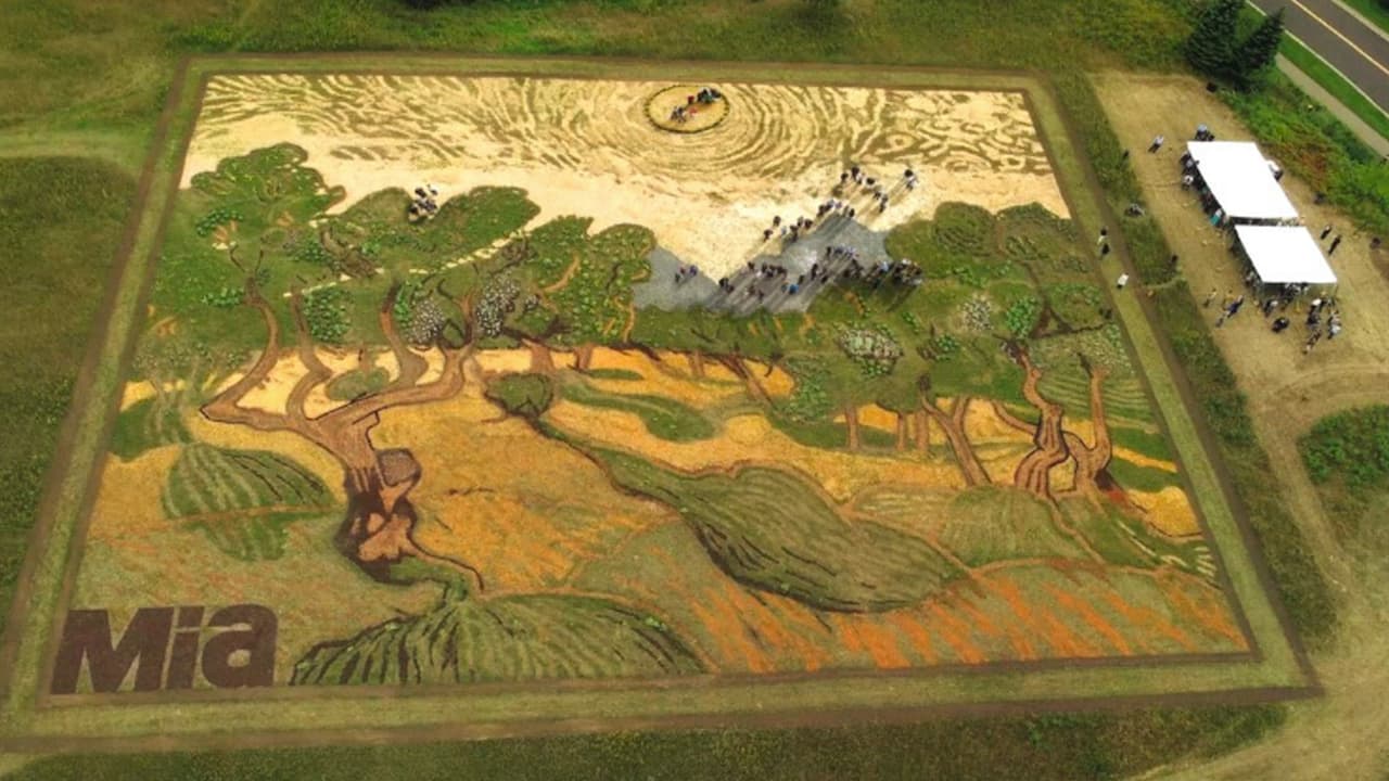Herd recreó la obra "Olivos", de Vincent Van Gogh en un campo de Eagan, Minnesota, en julio de 2015.