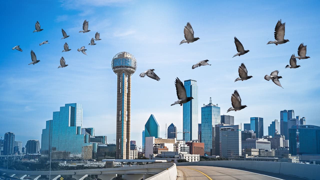 El gran viaje: Conoce la migración de aves en el norte de Texas y por qué es un espectáculo natural en riesgo