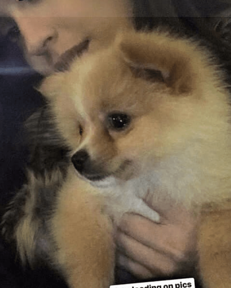 'Julieta' cuenta con perfil de Instagram propio, 
<b><a href="https://www.instagram.com/princesajulieta/">@princesajulieta</a></b>. Sin embargo, unos fans abrieron una cuenta 'fandom' llamada 
<b><a href="https://www.instagram.com/julieta.londono.barulich/">@julieta.londono.barulich</a></b>, donde ponen las fotos de la mascota junto a los dos.