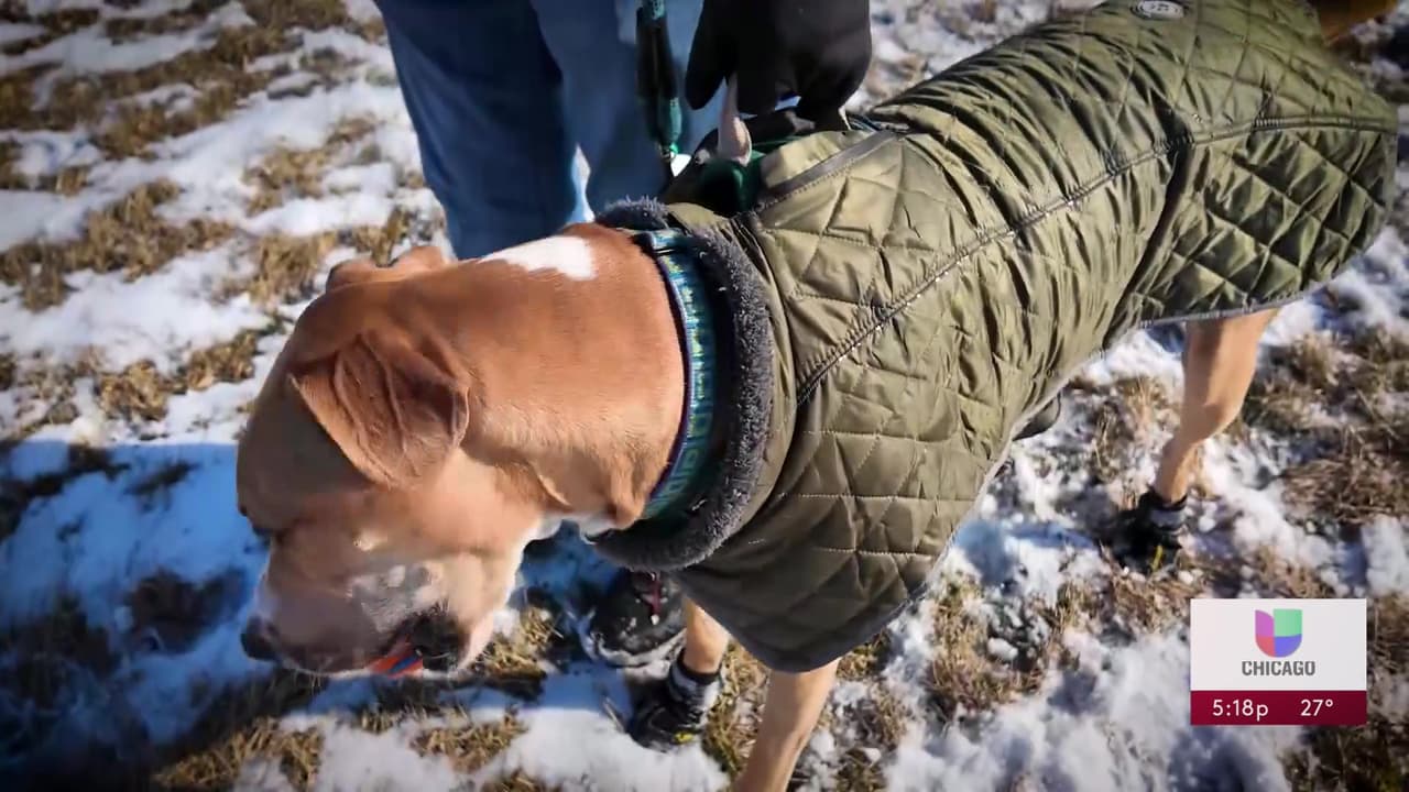 Durante los paseos, los veterinarios recomiendan vestir a las mascotas con 
<b>abrigos y botas bien ajustadas, ya que la sal y el hielo en las banquetas pueden quemar y lastimar sus patas. La veterinaria Ángelica Egiluz, explicó la importancia de estás medidas. </b>
<br>
<br>“Si hay sal en el piso, no podemos dejar que nuestros perros salgan así. ¿Por qué? Porque la sal quema. Entonces vamos a poner botitas, que se les queden bien, que no se vayan. Que estén aguantando y saliendo," dijo Egiluz.
<br>