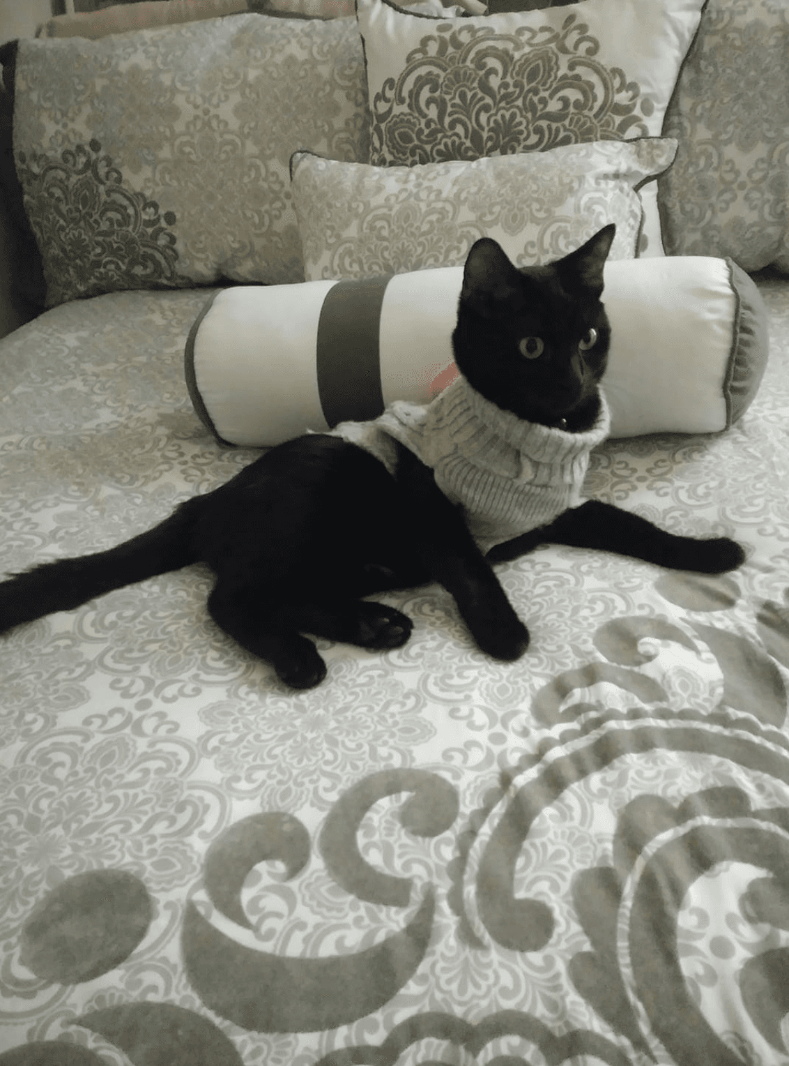 Kiity, de Chicago Illinois