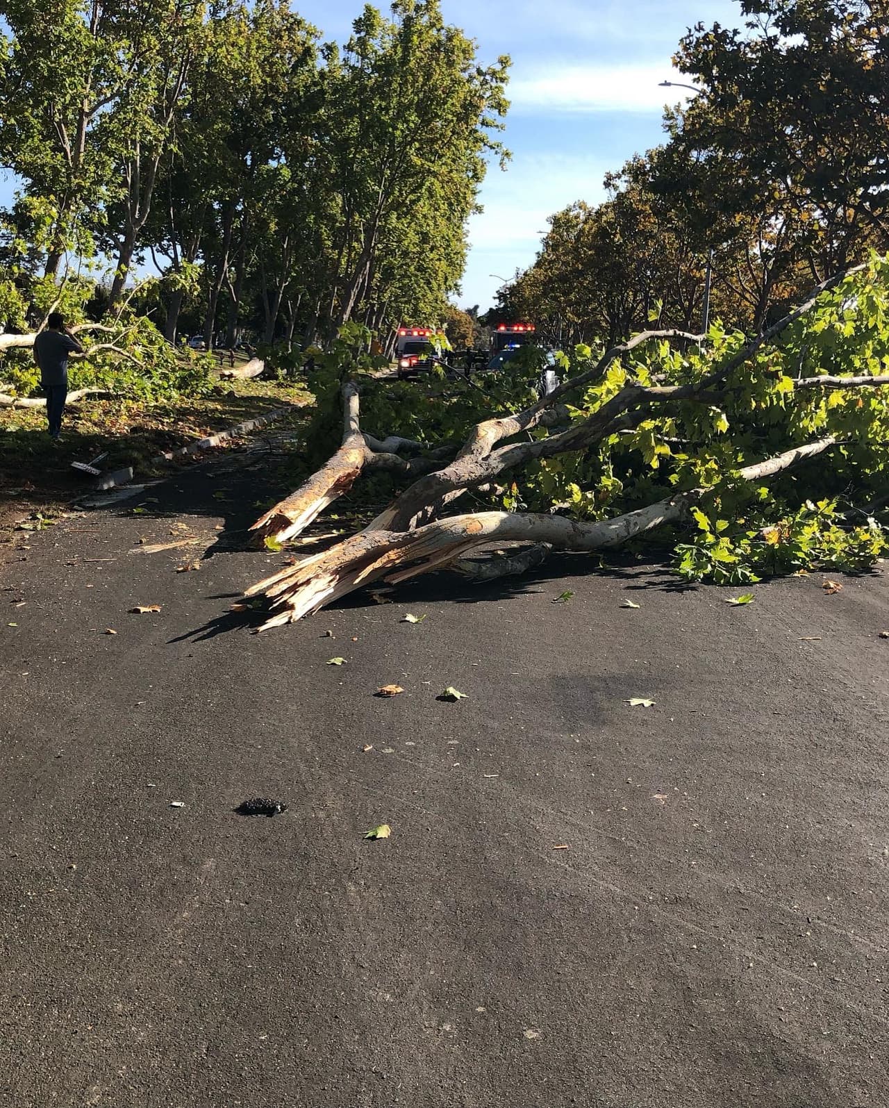 Hasta el momento no se ha explicado la causa del accidente ni si el conductor manejaba bajo los efectos de alguna sustancia.
<br>